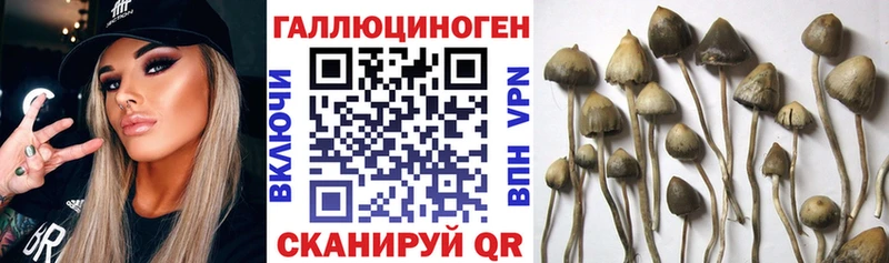 Псилоцибиновые грибы Psilocybine cubensis  закладки  Приволжский 